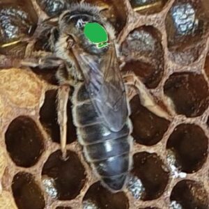 Overwintered 2024 Queen