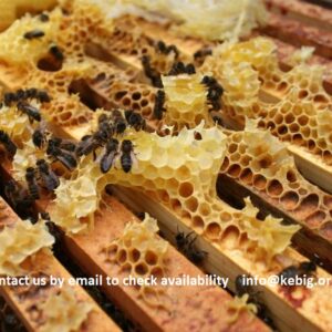 Nucleus Colony with 2024 queen